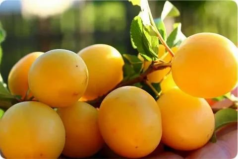 بهترین آلو زرد + قیمت خرید عالی